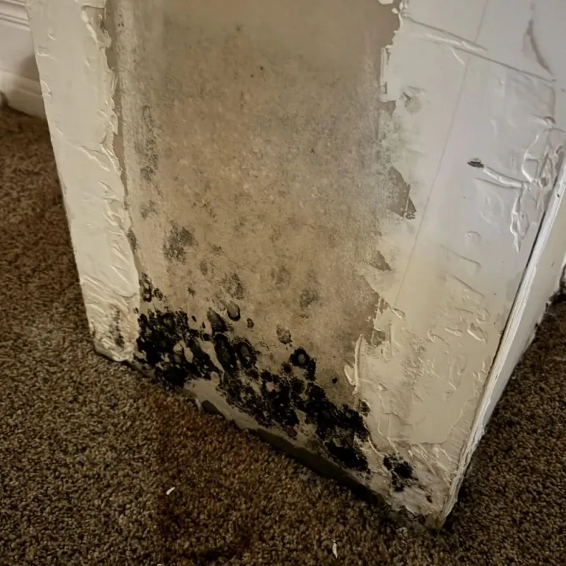 Professional Mold Removal in Earle, AR